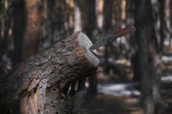 Składany Nóż Przetrwania Utknął Tułowiu Ściętym Drzewa Tle Lasu Sosnowego — Zdjęcie stockowe