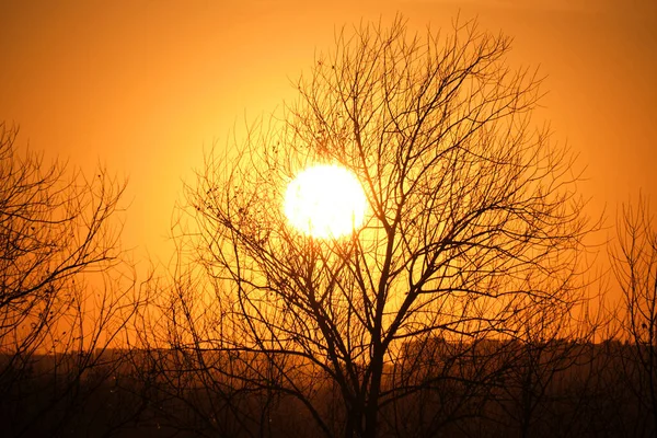 Scarlet Που Δύει Τον Ήλιο Ενάντια Στα Δέντρα Σιλουέτα Και — Φωτογραφία Αρχείου