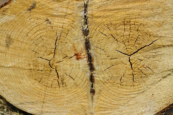 Textur Sågade Årsringar Smält Träd — Stockfoto