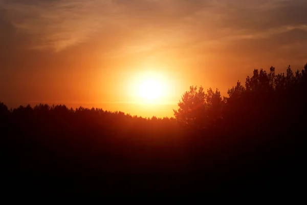 Silhouette Πευκοδάσος Φόντο Φωτεινό Πορτοκαλί Ηλιοβασίλεμα — Φωτογραφία Αρχείου