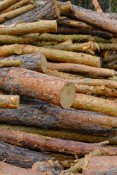 Pile Sawn Pine Logs — Stock Photo, Image