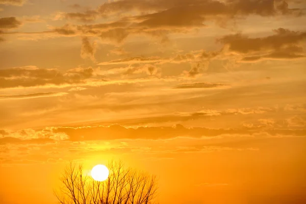 Που Δύει Ήλιος Πίσω Από Δέντρο Ενάντια Στον Κίτρινο Ουρανό — Φωτογραφία Αρχείου
