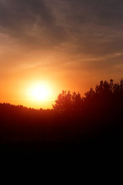Силует Сосновий Ліс Фоні Яскраво Помаранчевого Заходу Сонця — стокове фото