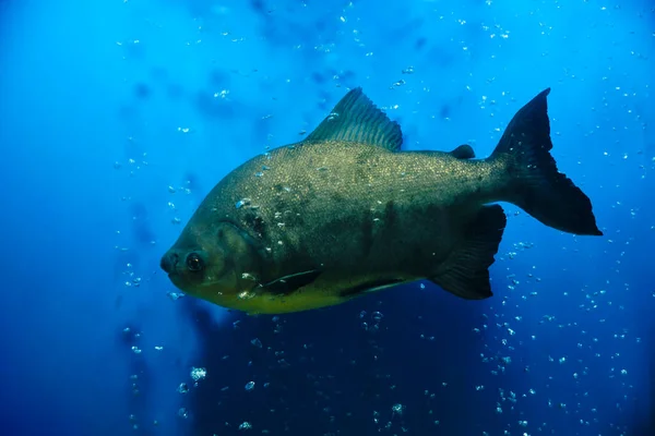 Piranha Een Aquarium Blauwe Achtergrond Met Pop Bellen — Stockfoto