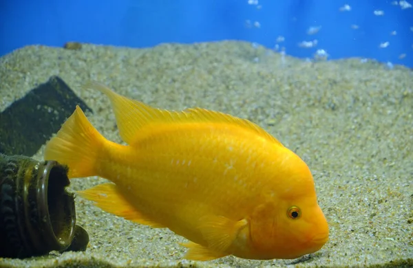 Sarı Güzel Akvaryum Balığı Cichlasoma Citron Limon Cichlasoma — Stok fotoğraf