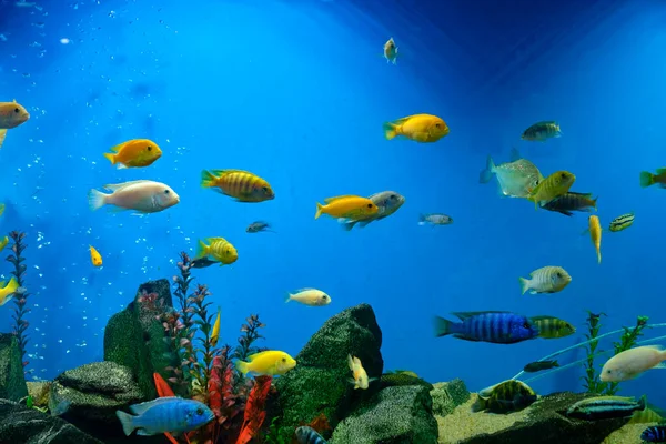 Diverse Kleurrijke Cichliden Het Aquarium — Stockfoto