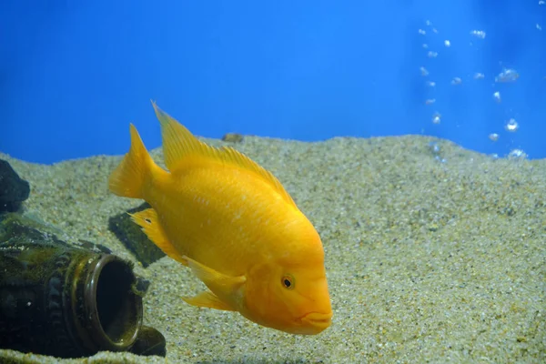Geel Mooi Aquarium Vissen Cichlasoma Citron Citroen Cichlasoom — Stockfoto