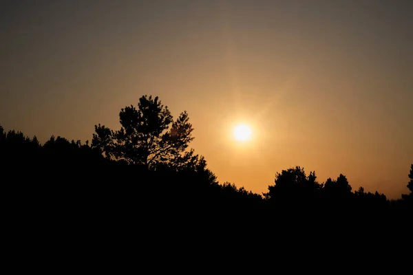 Жовтий Захід Сонця Проти Чорного Силуету Соснового Лісу — стокове фото