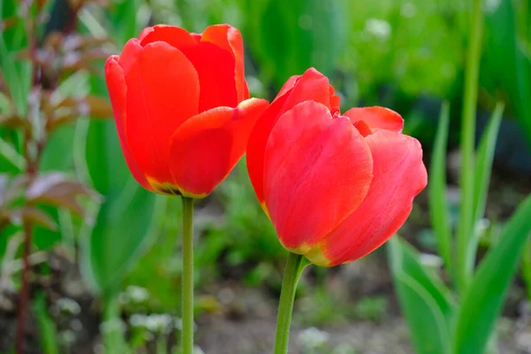 Pár Červeně Kvetoucí Tulipány Krásné Květiny — Stock fotografie