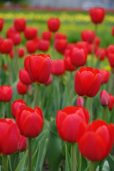 Červené Tulipány Zelené Pozadí Jasné Krásné Květiny Jarní Příroda — Stock fotografie