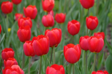 Kırmızı laleler yeşil arka plan. Parlak güzel çiçekler. Doğa.