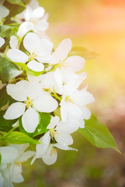 Çiçek açan elma ağacının beyaz çiçekleri arka plan güneşine karşı
