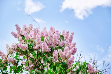 Mavi arkaplanda pembe leylak dalları