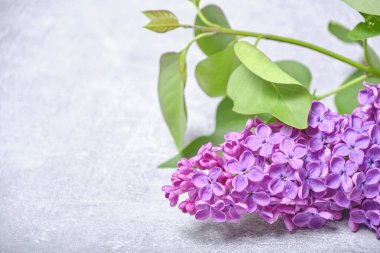 Açık arkaplanda yeşil yapraklı çiçek açan leylak tozu.