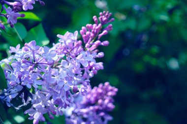 Çiçek açan leylak arkaplan yeşil yaprak dalı