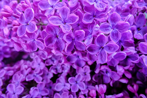 stock image Background of blooming lilac flowers, closeup