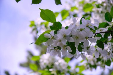 Çiçek açan elma ağacının beyaz çiçekleri mavi gökyüzüne karşı