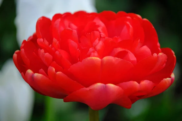 Tulipe Rouge Éponge Miranda Fond Vert — Photo