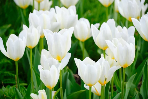 Bílé Tulipány Pozadí Zelené Listí — Stock fotografie