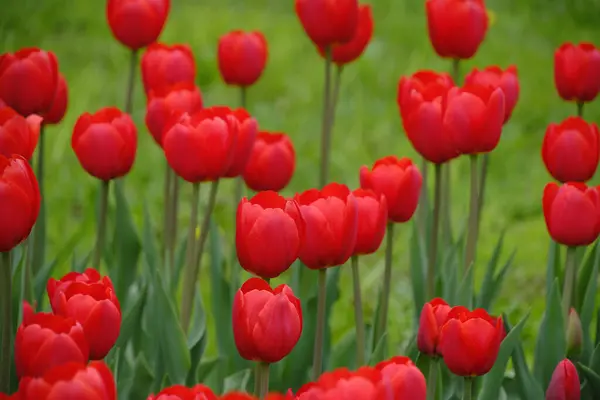Red Tulips Green Background Bright Beautiful Flowers Spring Nature — Stock Photo, Image