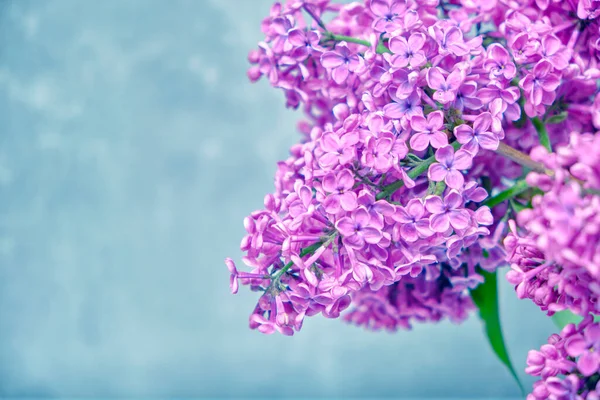 Brin Lilas Fleuri Feuillage Vert Sur Fond Bleu — Photo