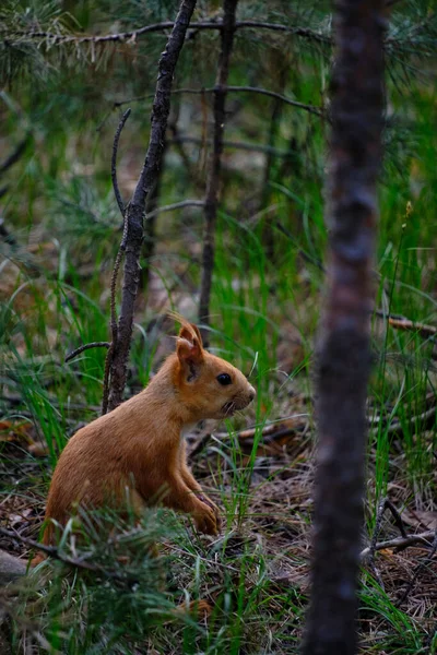 Eichhörnchen Sitzt Kiefernwald Seinem Natürlichen Lebensraum — Stockfoto