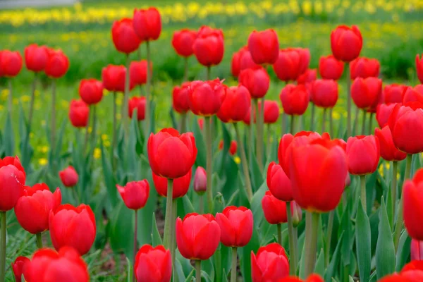 Tulipani Rossi Sfondo Verde Splendidi Fiori Luminosi Natura Primaverile — Foto Stock