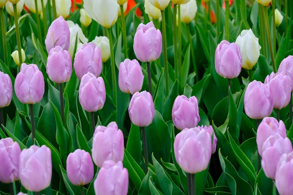 Květinová Postel Šeříkovými Tulipány Zelené Pozadí Okvětní Lístky — Stock fotografie