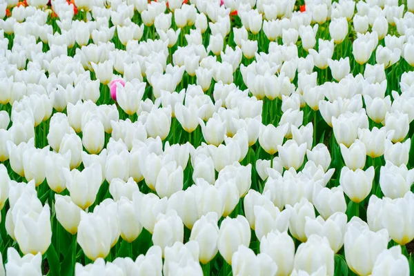 Kwiat Łóżko Jasnych Pięknych Białych Tulipanów — Zdjęcie stockowe