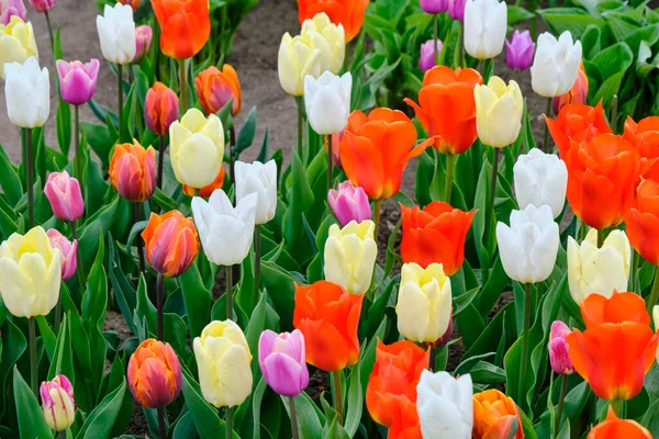 Čištění Pestrobarevnými Tulipány Žluté Bílé Oranžové Šeříkové Barvy — Stock fotografie