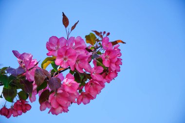 Mavi gökyüzüne karşı pembe çiçeklerle açan Japon elma ağacı