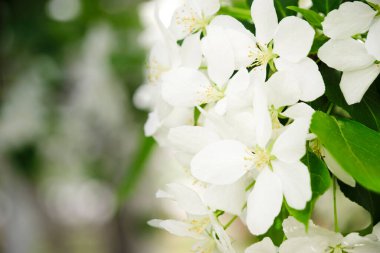 Arka planda çiçek açan elma ağacının beyaz çiçekleri genç yeşil yapraklara karşı