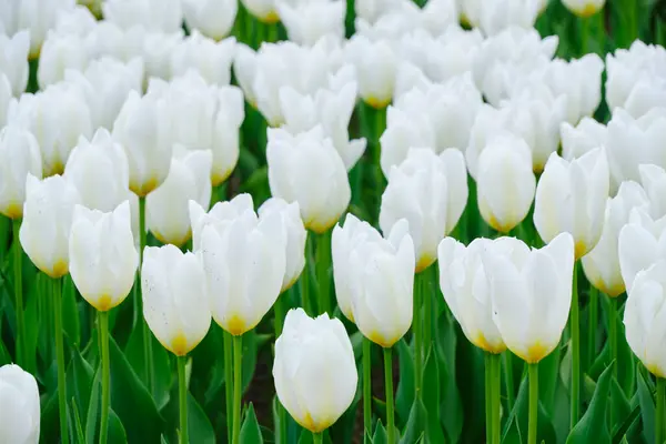 Stock image Flower bed with bright and beautiful white tulips