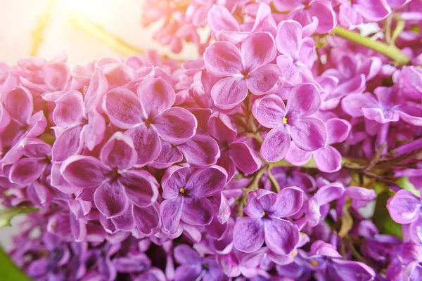 stock image Background of blooming lilac flowers, closeup