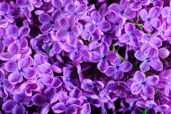 Fondo Flores Color Lila Flor Primer Plano —  Fotos de Stock