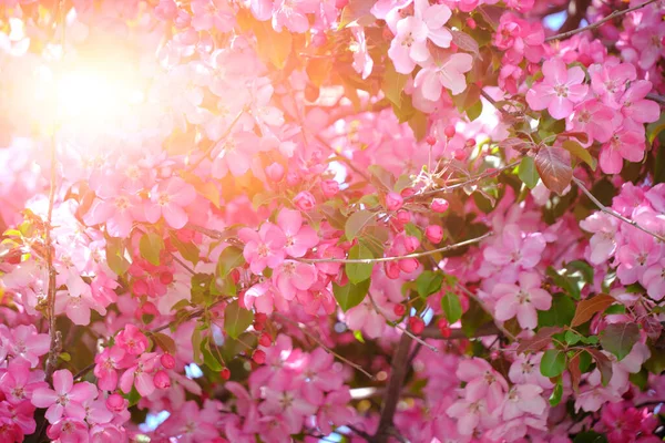 Japanese apple tree blooming with pink flowers.Bright floral background
