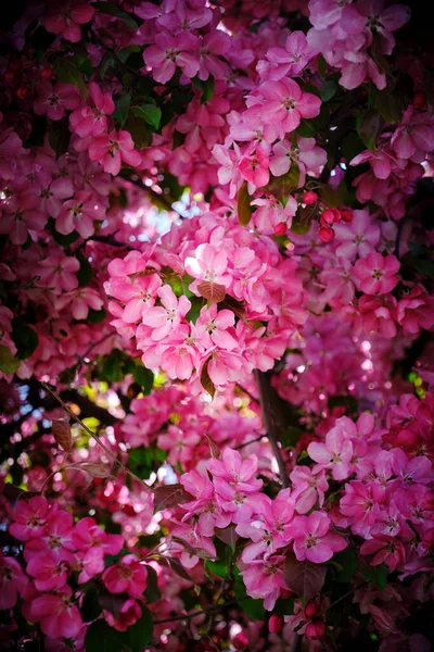 Japanese apple tree blooming with pink flowers.Bright floral background