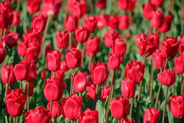 Květinové Pozadí Červenými Tulipány — Stock fotografie