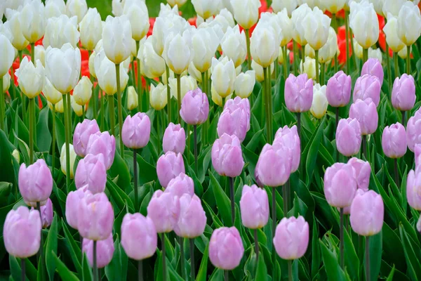 Květinová Postel Šeříkem Bílými Tulipány Zelené Pozadí Okvětní Lístky — Stock fotografie