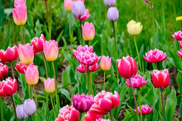 Schiarimento Con Tulipani Colorati Sfondo Estivo Floreale — Foto Stock