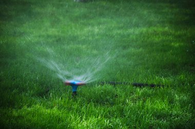 Otomatik çim püskürtücü Yeşil çimenleri suluyor