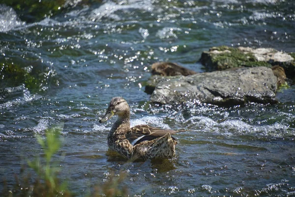 stock image Duck swimming in stormy river on sunny day