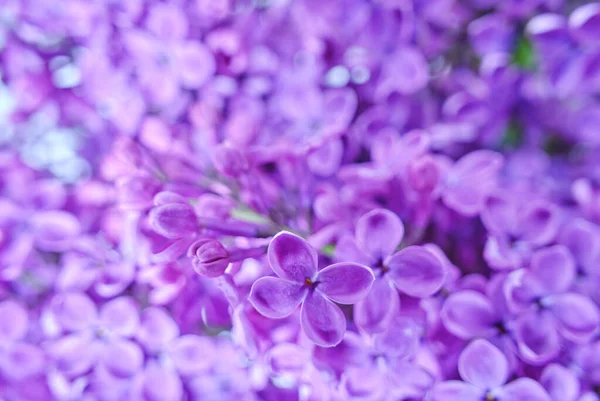 Bakgrund Blommande Lila Blommor Närbild Stockfoto