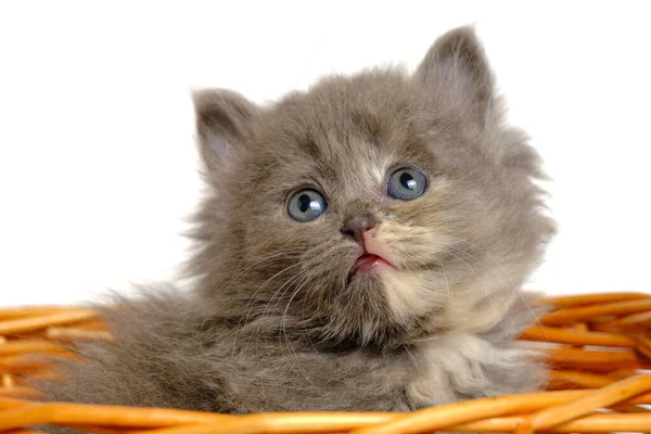 Small Gray Fluffy Kitten Looks Out Basket White Background Isolate — Stock Photo, Image