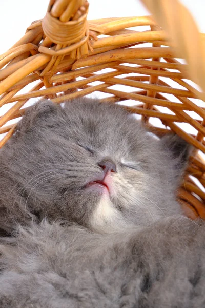 잠자는 고양이 바구니 — 스톡 사진
