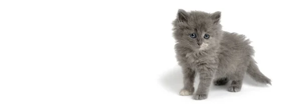 Gri Tüylü Kedi Yavrusu Gibi Beyaz Arka Plan — Stok fotoğraf