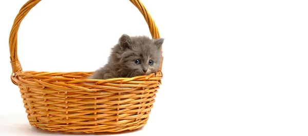 Malé Šedé Nadýchané Kotě Vyhlíží Košík Bílém Pozadí Izolovat — Stock fotografie