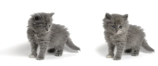 站在灰色 蓬松的小猫咪白色背景 — 图库照片