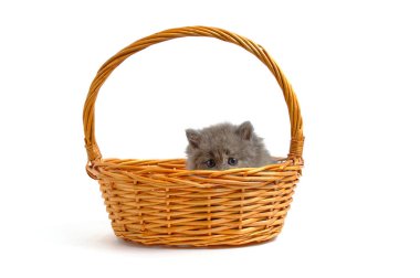 Küçük gri ve tüylü kedi yavrusu dışarı bakar. Beyaz arka planda, izole et.