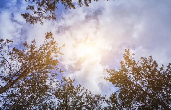 Bomen Achtergrond Van Wolken Zonlicht — Stockfoto